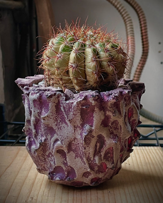 Purple Haze